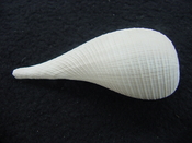 Ficus caloosahatchiensis fragile fossil shell gastropod ff 11
