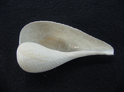 Ficus caloosahatchiensis fragile fossil shell gastropod ff 9