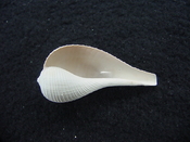 Ficus caloosahatchiensis fragile fossil shell gastropod ff 2