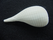 Ficus caloosahatchiensis fragile fossil shell gastropod ff 3