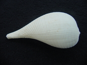 Ficus caloosahatchiensis fragile fossil shell gastropod ff 4