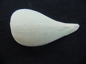 Ficus caloosahatchiensis fragile fossil shell gastropod ff 4