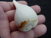 Ficus caloosahatchiensis fragile fossil shell gastropod ff 6