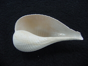 Ficus caloosahatchiensis fragile fossil shell gastropod ff 8
