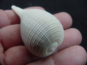 Ficus caloosahatchiensis fragile fossil shell gastropod ff 10