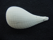 Ficus caloosahatchiensis fragile fossil shell gastropod ff 10