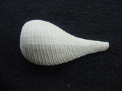 Ficus caloosahatchiensis fragile fossil shell gastropod ff 14