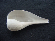 Ficus caloosahatchiensis fragile fossil shell gastropod ff 14
