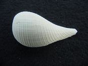 Ficus caloosahatchiensis fragile fossil shell gastropod ff 15