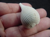 Ficus caloosahatchiensis fragile fossil shell gastropod ff 15
