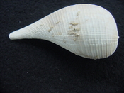 Ficus caloosahatchiensis fragile fossil shell gastropod ff 16