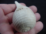 Ficus caloosahatchiensis fragile fossil shell gastropod ff 16