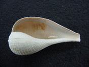 Ficus caloosahatchiensis fragile fossil shell gastropod ff 17
