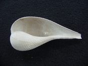 Ficus caloosahatchiensis fragile fossil shell gastropod ff 18