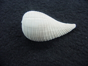 Ficus caloosahatchiensis fragile fossil shell gastropod ff 23