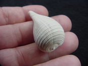 Ficus caloosahatchiensis fragile fossil shell gastropod ff 23