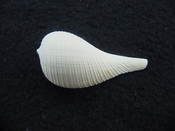 Ficus caloosahatchiensis fragile fossil shell gastropod ff 24