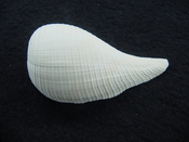 Ficus caloosahatchiensis fragile fossil shell gastropod ff 25