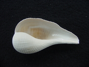 Ficus caloosahatchiensis fragile fossil shell gastropod ff 25