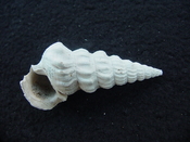 Pyrazisinus scalatus fossil shell gastropod Caloosahatchee ps 1