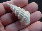 Pyrazisinus scalatus fossil shell gastropod Caloosahatchee ps 3