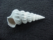 Pyrazisinus scalatus fossil shell gastropod Caloosahatchee ps 4