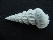 Pyrazisinus scalatus fossil shell gastropod Caloosahatchee ps 5