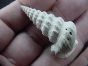 Pyrazisinus scalatus fossil shell gastropod Caloosahatchee ps 7