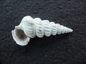 Pyrazisinus scalatus fossil shell gastropod Caloosahatchee ps 8