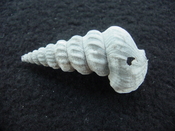 Pyrazisinus scalatus fossil shell gastropod Caloosahatchee ps 8