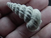 Pyrazisinus scalatus fossil shell gastropod Caloosahatchee ps 9