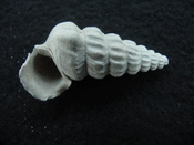 Pyrazisinus scalatus fossil shell gastropod Caloosahatchee ps 9