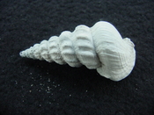 Pyrazisinus scalatus fossil shell gastropod Caloosahatchee ps 11