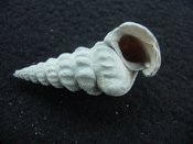 Pyrazisinus scalatus fossil shell gastropod Caloosahatchee ps 11