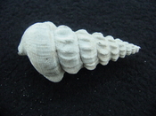 Pyrazisinus scalatus fossil shell gastropod Caloosahatchee ps 12