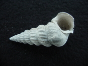 Pyrazisinus scalatus fossil shell gastropod Caloosahatchee ps 13