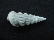 Pyrazisinus scalatus fossil shell gastropod Caloosahatchee ps 13