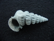Pyrazisinus scalatus fossil shell gastropod Caloosahatchee ps 14