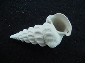 Pyrazisinus scalatus fossil shell gastropod Caloosahatchee ps 16