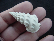 Pyrazisinus scalatus fossil shell gastropod Caloosahatchee ps 16
