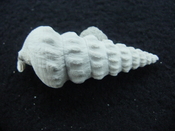 Pyrazisinus scalatus fossil shell gastropod Caloosahatchee ps 18