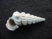 Pyrazisinus scalatus fossil shell gastropod Caloosahatchee ps 20