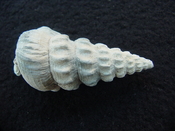 Pyrazisinus scalatus fossil shell gastropod Caloosahatchee ps 21