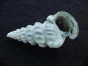 Pyrazisinus scalatus fossil shell gastropod Caloosahatchee ps 21