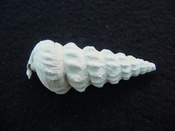 Pyrazisinus scalatus fossil shell gastropod Caloosahatchee ps 22