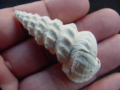 Pyrazisinus scalatus fossil shell gastropod Caloosahatchee ps 22