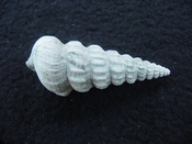 Pyrazisinus scalatus fossil shell gastropod Caloosahatchee ps 23