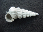 Pyrazisinus scalatus fossil shell gastropod Caloosahatchee ps 23