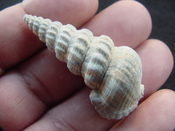Pyrazisinus scalatus fossil shell gastropod Caloosahatchee ps 24