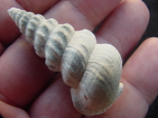 Pyrazisinus scalatus fossil shell gastropod Caloosahatchee ps 26